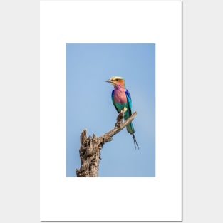 Lilac-breasted roller (Coracias caudatus) Posters and Art